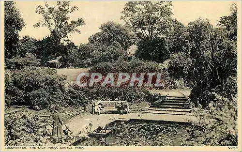 Cartes postales moderne Colchester The Lily Pond Castle Park