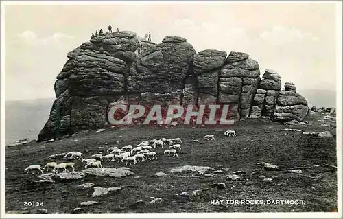 Moderne Karte Hay to rocks Dartmoor Moutons