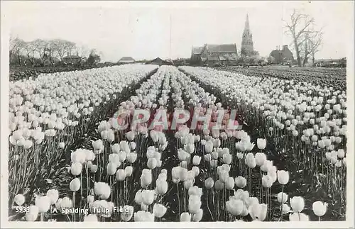 Cartes postales moderne A spalding Tulip field