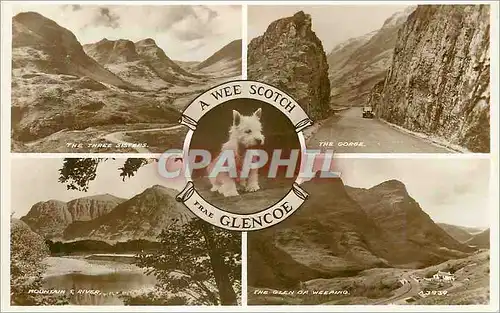 Cartes postales moderne A Wee Scotch Frae Glencoe Chien