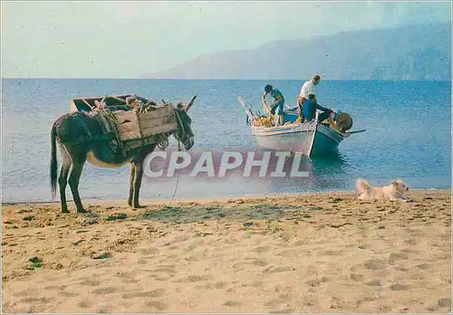 Moderne Karte Grece Pittoresque Bord de la Mer Ane Donkey Bateau Peche