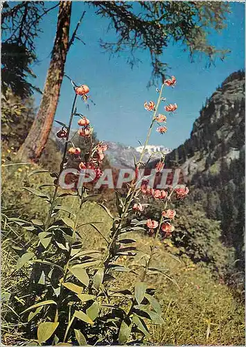 Cartes postales moderne Turkenbund