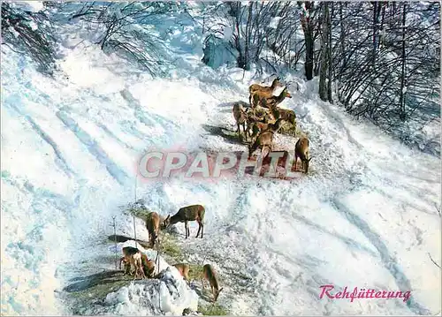 Cartes postales moderne Rehfutterung  Biches