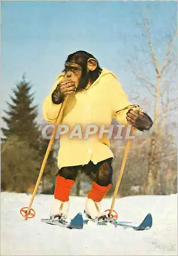 Cartes postales moderne Singe Chimpanzz Ski