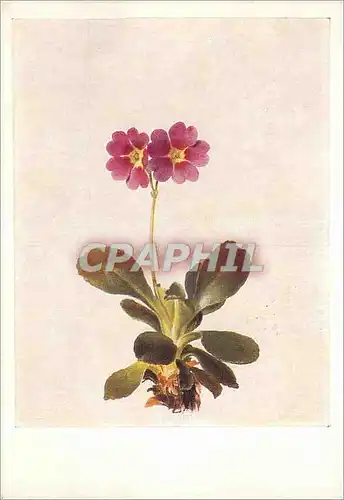 Cartes postales moderne Moritz Michael Daffinger (1790 1849) Primula Pubescens Weichhaarige Primel (wein Akademie der Bi
