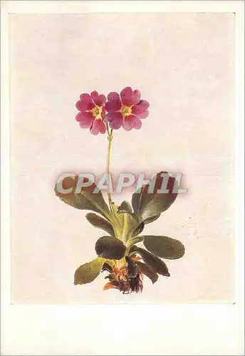 Moderne Karte Moritz Michael Daffinger (1790 1849) Primula Pubescens Weichhaarige Primel (wein Akademie der Bi