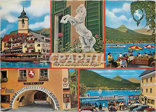 Cartes postales moderne Im weissen Rosil am walfgangree Cheval