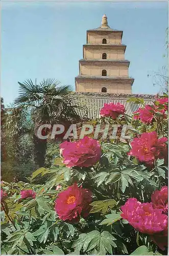 Moderne Karte Peonies of The Big Wild Goose Pagoda