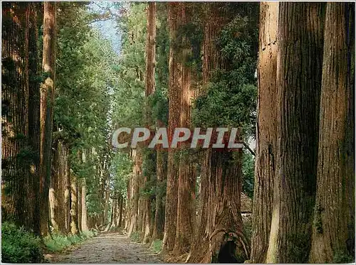 Cartes postales moderne Criptomeria Avenue