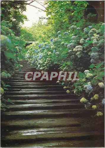 Cartes postales moderne Escalier du Meigotsuin Connu Comme le Temple des Hortansias