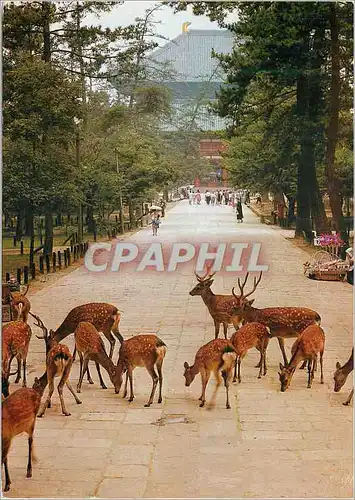 Cartes postales moderne Un Groupe de Cefs Divins qui Jouent Autour du Temple de Daibutsu Den a Nara (Japan)