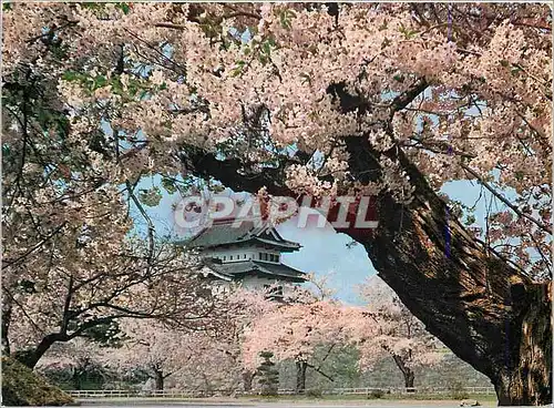 Moderne Karte Chery Blossoms in Full Bloom at Hirosaki Castle (Aomori pre) La Pleine Floraison de Hirosaki Cha