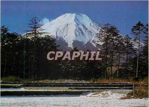 Cartes postales moderne Pin Forest at the Foot of Mt Fuji