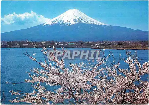 Cartes postales moderne Mt Fuji and Cherry Bucssoms The Symbols of Japan