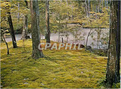 Cartes postales moderne Mass Garden of Saihoji Temple Kyoto