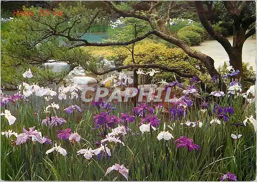 Moderne Karte L'Irisation des Fleurs dans le Jardin Du Rekiquaire (Kyoto)