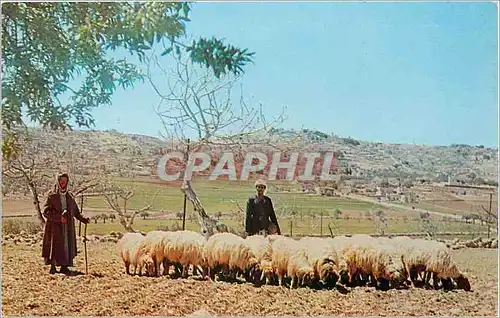 Cartes postales moderne the Shepherd's Field the Town of Bethlehem is in the Background