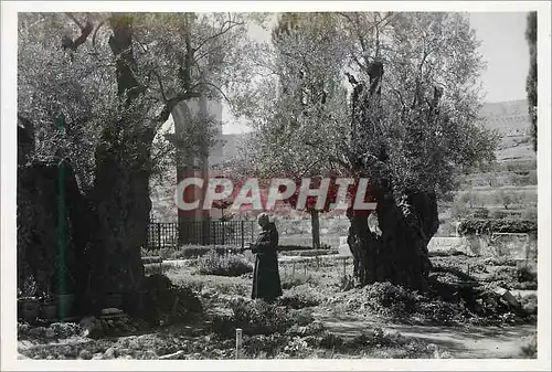 Cartes postales moderne Garden of Gethsemane