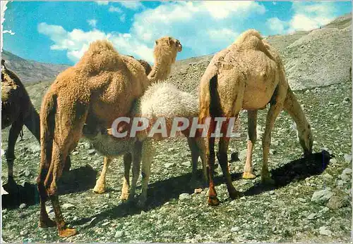 Cartes postales moderne Camels at Jordan Desert Jordan Chameau