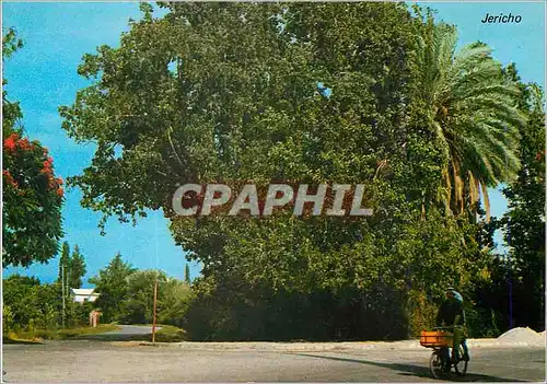 Cartes postales moderne The Sycomore Tree of Jericho