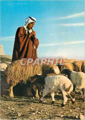 Cartes postales moderne A Shepherd Jordan