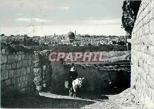 Cartes postales moderne General View of Jerusalem Ane Donkey