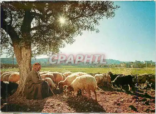 Moderne Karte Le Berger avec son Troupeau dans le Champ des Bergers