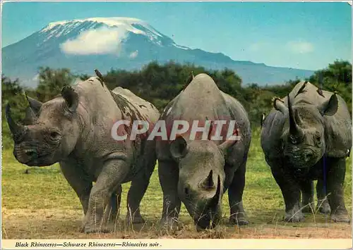 Cartes postales moderne Rhinoceros Noir