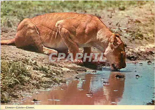 Cartes postales moderne Lionne (Panthera Leo) etanche sa Soif dans un Trou d'Eau Pendant la Chaleur de la Jounee