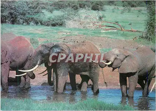 Cartes postales moderne Elephants Having a Mud Baths jambo