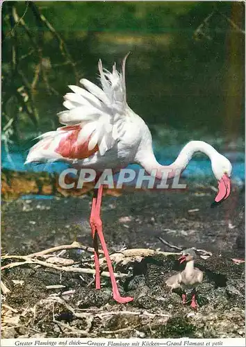 Cartes postales moderne Grand Flammant et Petit