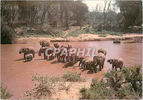 Moderne Karte Elephants at a River