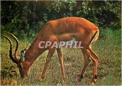 Moderne Karte East African Game (Impala)