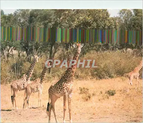 Cartes postales moderne Masai Giraffes