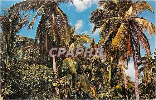 Cartes postales moderne Graceful Coconut Palms(Cocus Nucifera)are plentiful in South Florida
