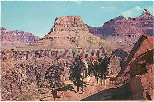 Cartes postales moderne Grand Canyon National Park Arizona Mule Train on the Kaibab Trail