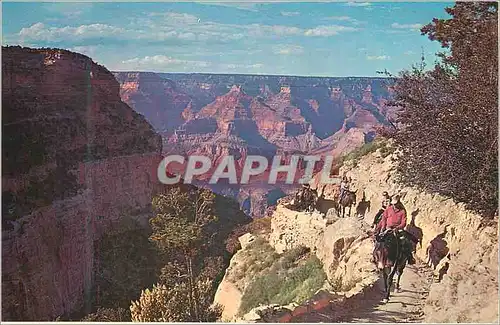 Cartes postales moderne Grand Canyon National Park Arizona Mule Train Returns