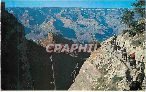 Cartes postales moderne Grand Canyon Arizona Bright Angel Trail