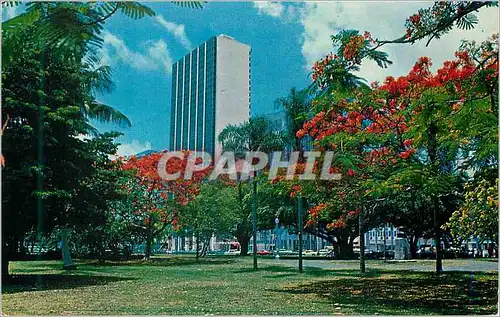 Cartes postales moderne Skyscrapers along Biscayne Boulevard are framed by the Brilliant red Flowers of the Royal Poinca