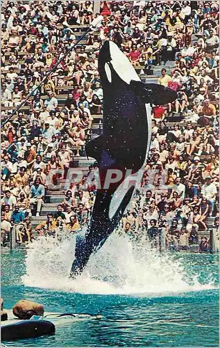 Cartes postales moderne Shamu Sea World's famous Killer Whale Four tons of Killer Whale leaping 20 feet San Diego Califo