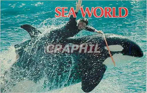 Cartes postales moderne Diving Whale Ride Sea World Visitors Sea World San Diego California