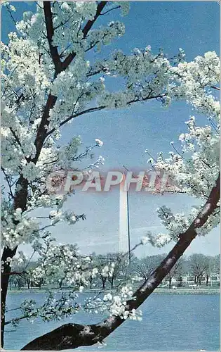 Cartes postales moderne The Washington Monument the White Marble shaft rises 555 feet