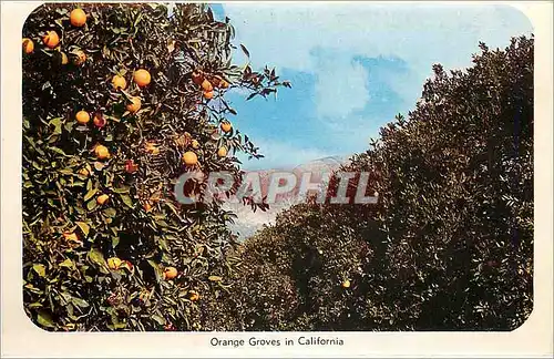 Cartes postales moderne Orange Groves in California Mt Whitney Elevation 14495 Highest Mountain in USA