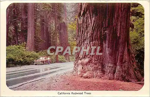 Cartes postales moderne California Redwood Trees Yosemite Falls Yosemite National Park California