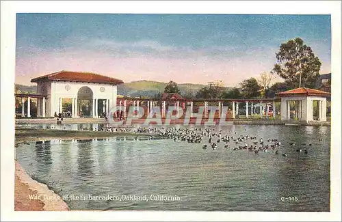 Cartes postales moderne The Wild Ducks at The Embarcadero Oakland California The Heart of the City Oakland California