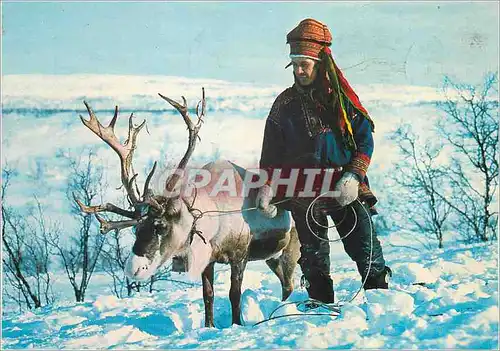 Cartes postales moderne Suomi Finland Renne