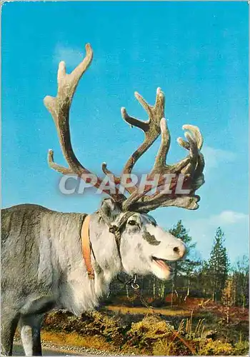 Cartes postales moderne Lappi Lapland Suomi Finland the Domestic Animal at the Lapps Renne