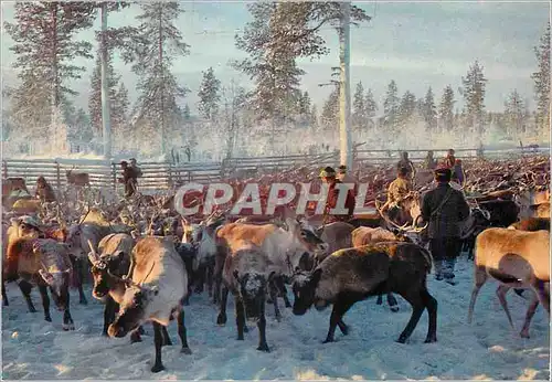 Cartes postales moderne Parojen Lappia The Land of Reindeers