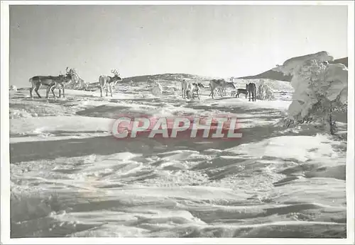 Cartes postales moderne Lappi Lapland Suomi Finland Rennes