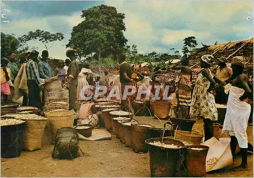 Cartes postales moderne Image du Gabon Marche d'Arachides dans la N Gounie